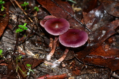 Thaxterogaster submagellanicus