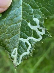 Phytomyza syngenesiae group