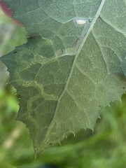 Phytomyza syngenesiae group