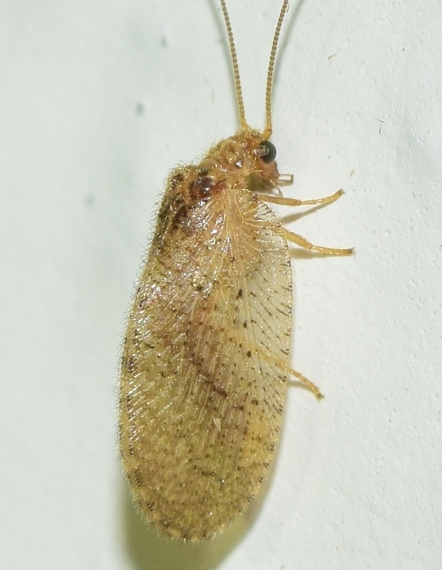 Megalomus tineoides