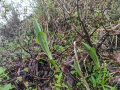 Polygonatum verticillatum