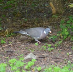 Columba palumbus
