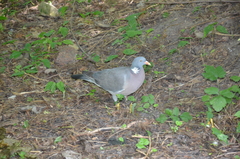 Columba palumbus