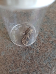 Agrotis clavis