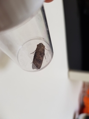 Agrotis clavis