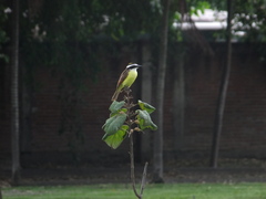 Pitangus sulphuratus