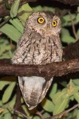 Megascops trichopsis