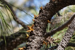 Arceuthobium vaginatum cryptopodum