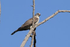 Accipiter ovampensis