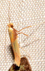 Caloptilia superbifrontella