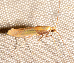 Caloptilia superbifrontella