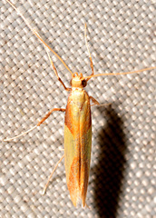 Caloptilia superbifrontella