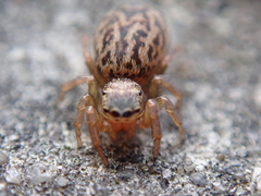 Euophrys frontalis
