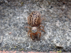 Euophrys frontalis