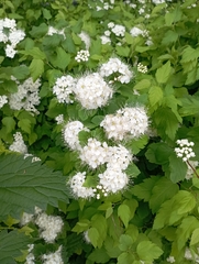 Physocarpus opulifolius