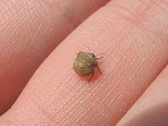 Vilpianus galii