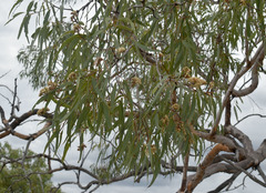 Corymbia pocillum