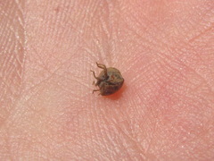 Vilpianus galii