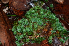 Dawsonia longiseta