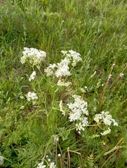 Anthriscus sylvestris