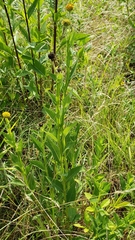 Verbesina helianthoides