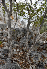 Homalium brachybotrys