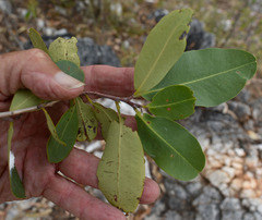 Erythroxylum ellipticum