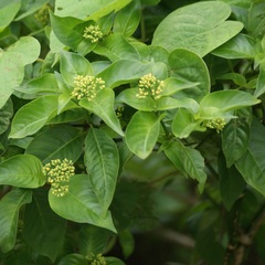 Palicourea pubescens