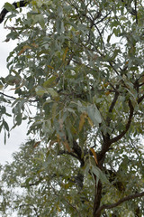 Eucalyptus whitei