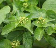 Palicourea pubescens