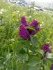 Syringa vulgaris