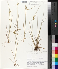 Carex cryptolepis