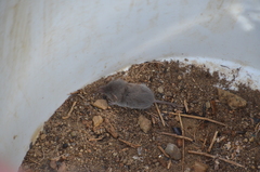 Notiosorex crawfordi