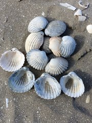 Acanthocardia echinata