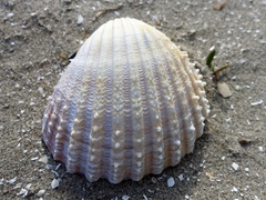 Acanthocardia echinata
