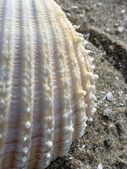 Acanthocardia echinata