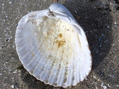 Acanthocardia echinata