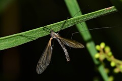 Leptotarsus hilli