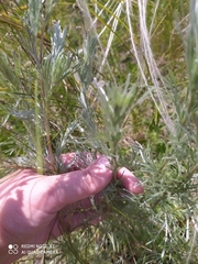 Artemisia marschalliana
