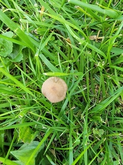 Fungi