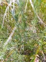 Artemisia marschalliana