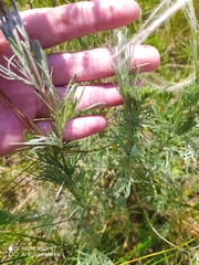 Artemisia marschalliana
