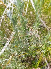 Artemisia marschalliana