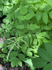 Angiospermae
