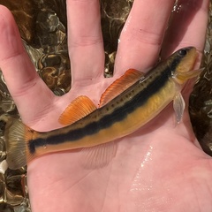 Percina aurantiaca