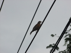Turdus rufopalliatus