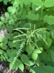 Angiospermae