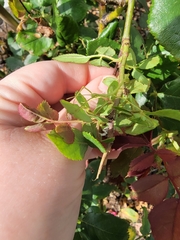 Phasmida