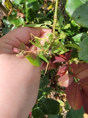 Phasmida