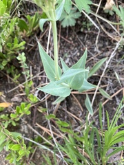 Penstemon secundiflorus